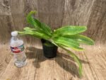 Rare 2 Growths Paph. Greyi x (Kolokopingii var. Topperi ‘Crown’) Varigated Leaves (5” pot) - Image 7