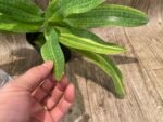 Rare 2 Growths Paph. Greyi x (Kolokopingii var. Topperi ‘Crown’) Varigated Leaves (5” pot) - Image 2
