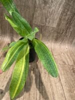 Rare 2 Growths Paph. Greyi x (Kolokopingii var. Topperi ‘Crown’) Varigated Leaves (5” pot) - Image 6