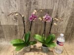 Double Spikes Phalaenopsis Dtps. (Formosa Cranberry X Happy Tree) (3.5" pot) - Image 5