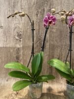Double Spikes Phalaenopsis Dtps. (Formosa Cranberry X Happy Tree) (3.5" pot) - Image 6
