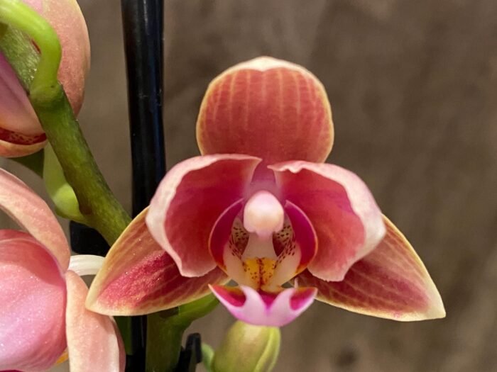 Double Spikes Phalaenopsis Lianher Happy Star Peloric (3.5" pot) - Image 3