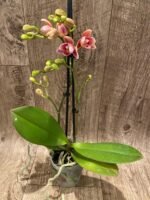 Double Spikes Phalaenopsis Lianher Happy Star Peloric (3.5" pot) - Image 6