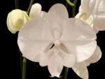 Double Spikes Phalaenopsis White Butterfly (Grace Palm x Snow Flake) (4.5" pot)