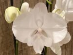 Double Spikes Phalaenopsis White Butterfly (Grace Palm x Snow Flake) (4.5" pot) - Image 2
