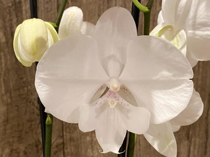 Double Spikes Phalaenopsis White Butterfly (Grace Palm x Snow Flake) (4.5" pot) - Image 2