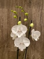 Double Spikes Phalaenopsis White Butterfly (Grace Palm x Snow Flake) (4.5" pot) - Image 4