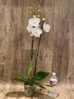Double Spikes Phalaenopsis White Butterfly (Grace Palm x Snow Flake) (4.5" pot) - Image 5