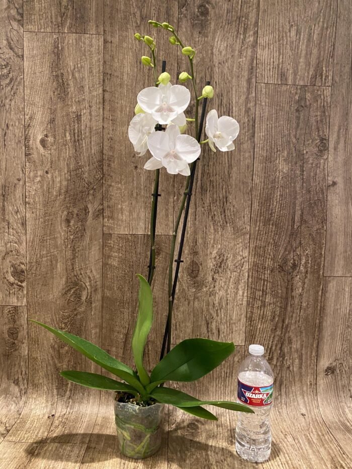 Double Spikes Phalaenopsis White Butterfly (Grace Palm x Snow Flake) (4.5" pot) - Image 5