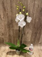 Double Spikes Phalaenopsis White Butterfly (Grace Palm x Snow Flake) (4.5" pot) - Image 6