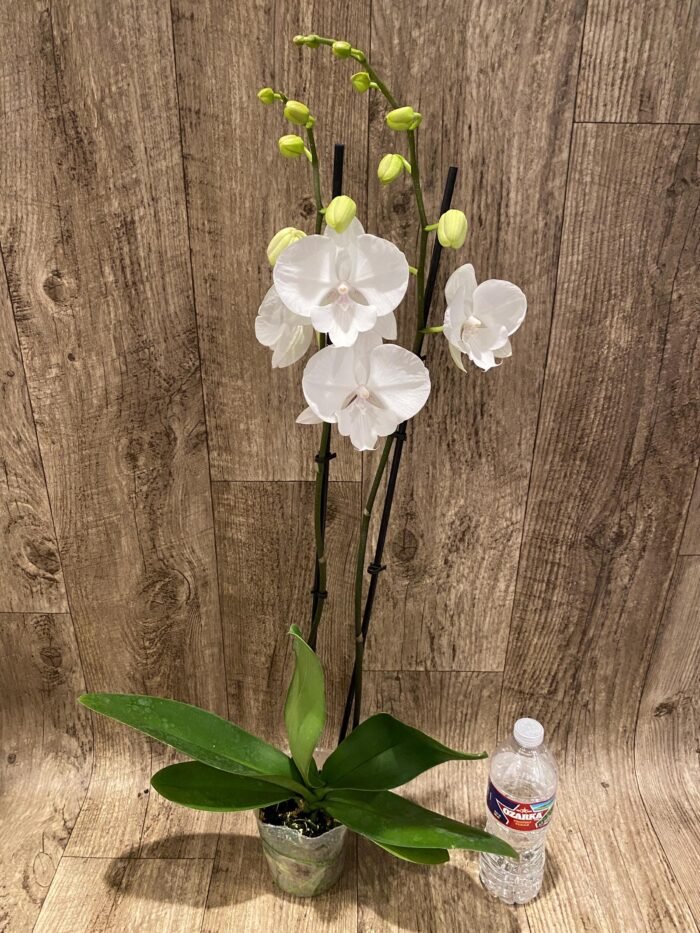 Double Spikes Phalaenopsis White Butterfly (Grace Palm x Snow Flake) (4.5" pot) - Image 6