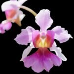 Vanda Miss Joaquim(3.5” Pot)