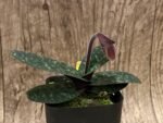 In Spike Paph. Hung Sheng Thaianum (thaianum x bellatulum) (2" pot) - Image 2
