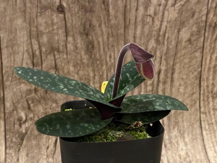 In Spike Paph. Hung Sheng Thaianum (thaianum x bellatulum) (2" pot) - Image 2