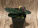 In Spike Paph. Hung Sheng Thaianum (thaianum x bellatulum) (2" pot) - Image 3