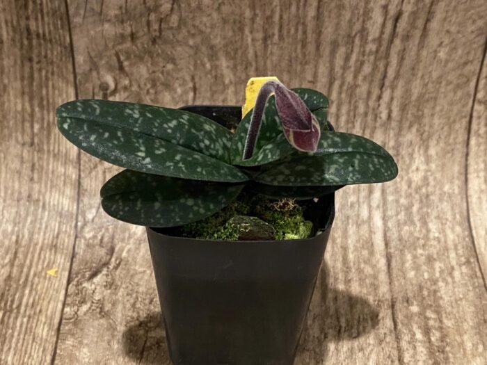 In Spike Paph. Hung Sheng Thaianum (thaianum x bellatulum) (2" pot) - Image 3