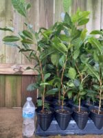 Live Tea Plant (Camelia Sinensis) 25” - 27" tall with Multi Branches 2 Years Old (4” Pot) - Image 4