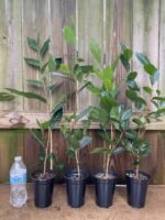 Live Tea Plant (Camelia Sinensis) 25” - 27" tall with Multi Branches 2 Years Old (4” Pot) - Image 7