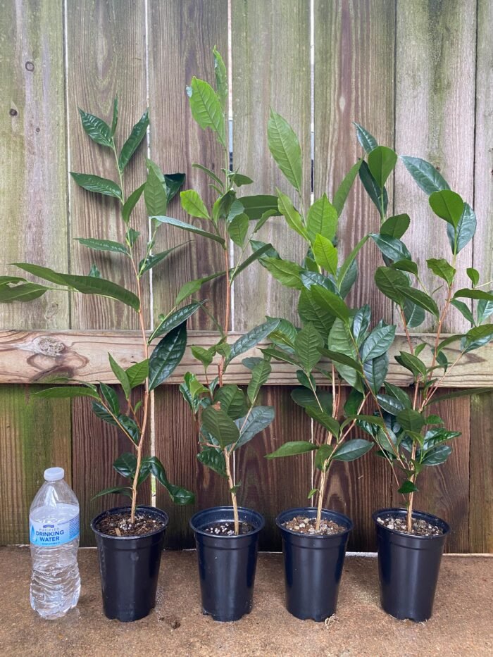 Live Tea Plant (Camelia Sinensis) 25” - 27" tall with Multi Branches 2 Years Old (4” Pot) - Image 7