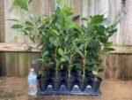 Live Tea Plant (Camelia Sinensis) 25” - 27" tall with Multi Branches 2 Years Old (4” Pot) - Image 2