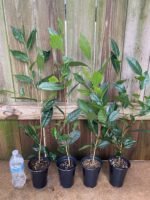 Live Tea Plant (Camelia Sinensis) 25” - 27" tall with Multi Branches 2 Years Old (4” Pot) - Image 8