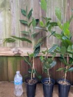 Live Tea Plant (Camelia Sinensis) 25” - 27" tall with Multi Branches 2 Years Old (4” Pot) - Image 9