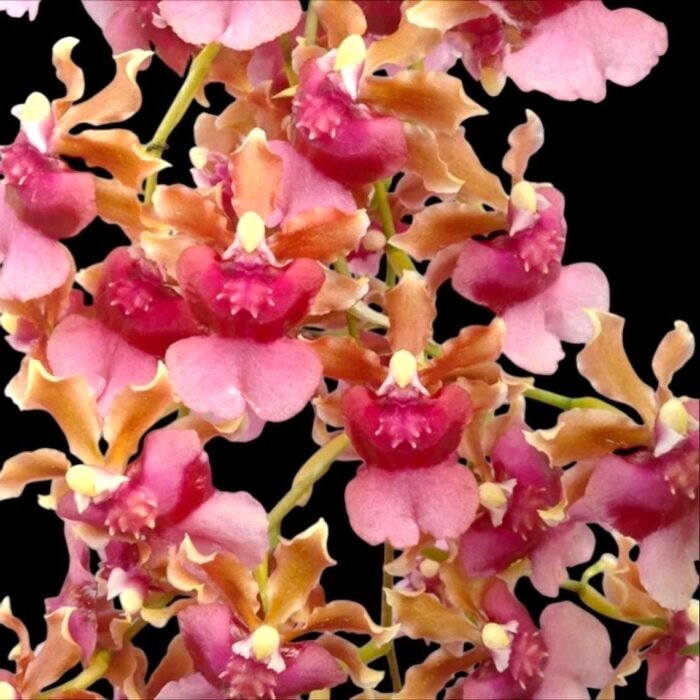 Triple Spikes - Fragrant Oncidium Pacific Sunrise 'Hakalau' (3.5" pot) - Image 1