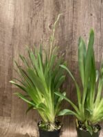 Triple Spikes Miltoniopsis Milton Brown (3.5" pot) - Image 6