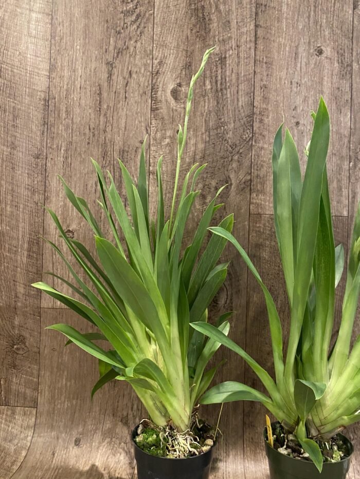 Triple Spikes Miltoniopsis Milton Brown (3.5" pot) - Image 6