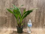 Zygopetalum Rhein Moonlight 'Peloric' Clone (3.5" pot) - Image 2