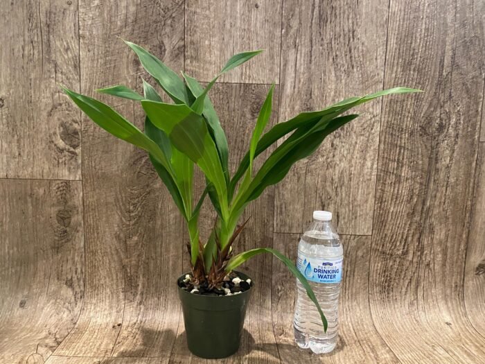 Zygopetalum Rhein Moonlight 'Peloric'  Clone (3.5" pot) - Image 2