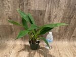 Zygopetalum Rhein Moonlight 'Peloric' Clone (3.5" pot) - Image 3