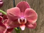 Double Spikes Phalaenopsis Large I-Hsin Fantasist ‘Peloric’ (3.5" pot)