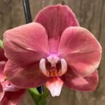 Double Spikes Phalaenopsis Large I-Hsin Fantasist ‘Peloric’ (3.5" pot)