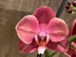 Double Spikes Phalaenopsis Large I-Hsin Fantasist ‘Peloric’ (3.5" pot) - Image 2