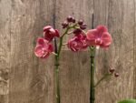 Double Spikes Phalaenopsis Large I-Hsin Fantasist ‘Peloric’ (3.5" pot) - Image 4