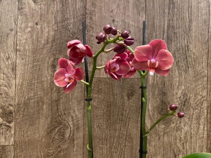 Double Spikes Phalaenopsis Large I-Hsin Fantasist ‘Peloric’ (3.5" pot) - Image 4