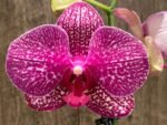 Double Spikes Phalaenopsis I-Hsin Red Magpie (4.5" pot) - Image 2