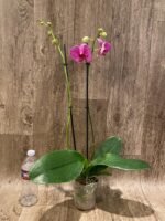 Double Spikes Phalaenopsis I-Hsin Red Magpie (4.5" pot) - Image 3