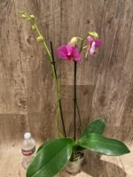 Double Spikes Phalaenopsis I-Hsin Red Magpie (4.5" pot) - Image 4