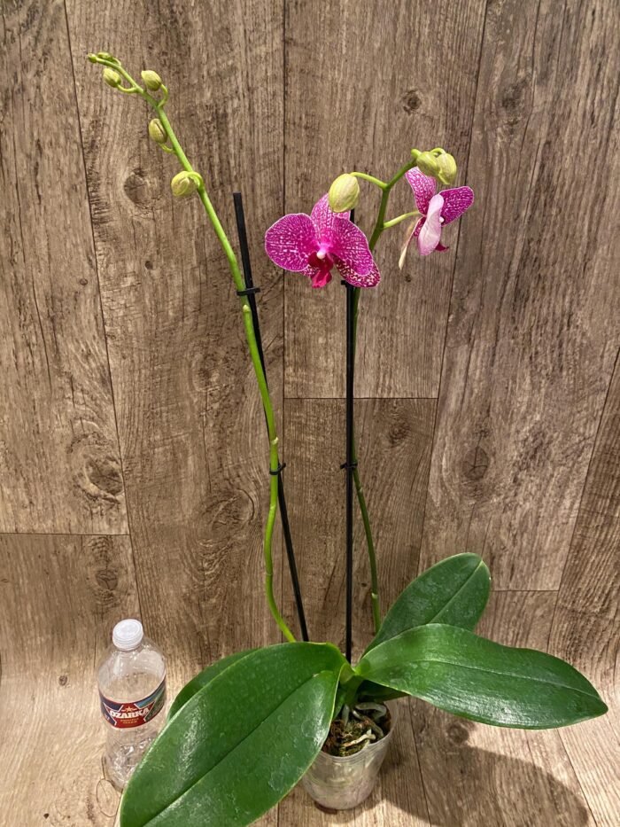 Double Spikes Phalaenopsis I-Hsin Red Magpie (4.5" pot) - Image 4