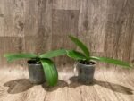 Phalaenopsis OX Firebird (4" pot) - Image 5