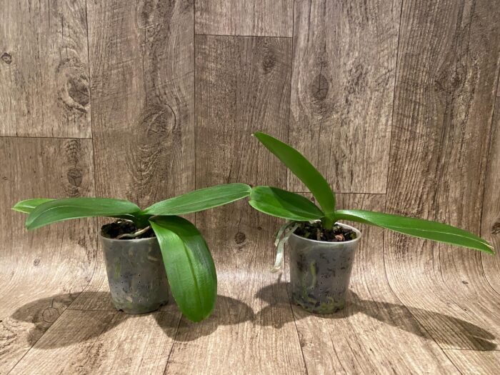 Phalaenopsis OX Firebird (4" pot) - Image 5