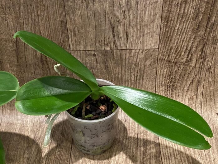 Phalaenopsis OX Firebird (4" pot) - Image 8