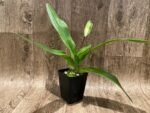 In Spike Paph. Hilo Girl 'Mt. View' × Paph. Jenna Marie 'Sparkle' AM/AOS (3.5” pot) - Image 2