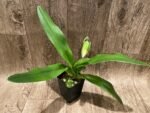 In Spike Paph. Hilo Girl 'Mt. View' × Paph. Jenna Marie 'Sparkle' AM/AOS (3.5” pot) - Image 3