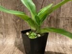 In Spike Paph. Hilo Girl 'Mt. View' × Paph. Jenna Marie 'Sparkle' AM/AOS (3.5” pot) - Image 4