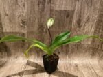 In Spike Paph. Yellow Leopard 'The King’ x Paph. Jaeger 'Bold Spots' (3.5” pot) - Image 3