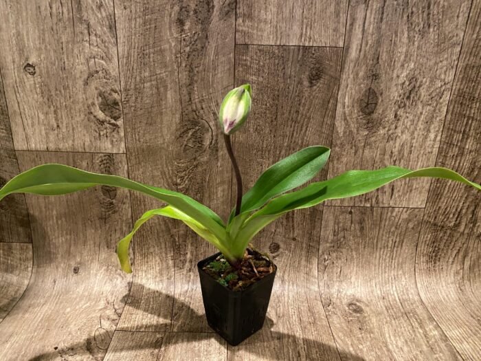 In Spike Paph. Yellow Leopard 'The King’ x Paph. Jaeger 'Bold Spots' (3.5” pot) - Image 3