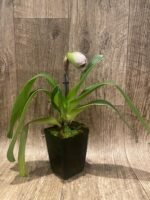 In Spike Paph. Star Power 'Diva Maria' x Paph. Aladdin 'Masterpiece' AM/AOS (3.5” pot) - Image 2